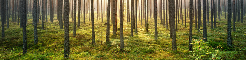 Investir dans une forêt, une valeur refuge qui a du coeur !